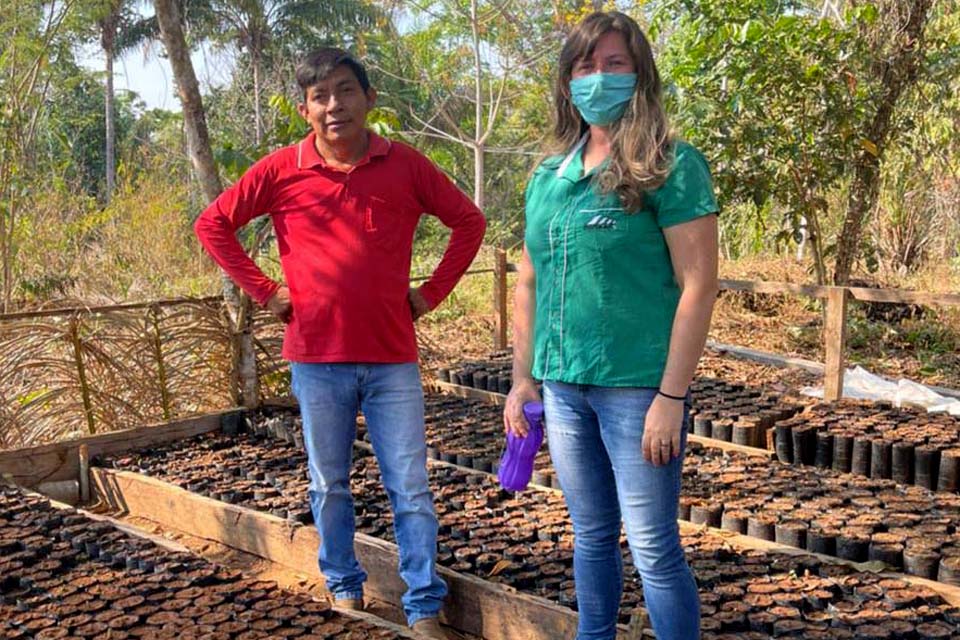 Distribuição de mudas e assistência técnica da Emater incentivam indígenas da região à produção de cacau