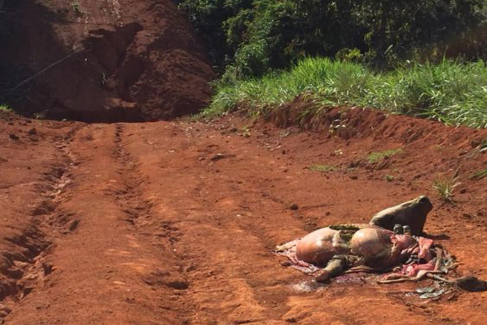 Gado é abatido a tiros e carne é furtada por Bandidos 