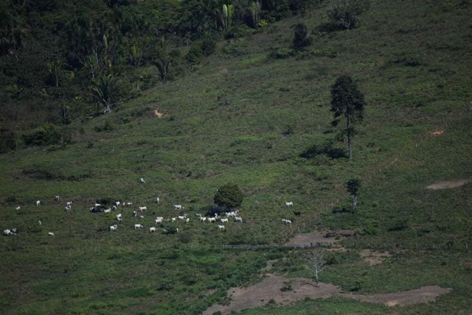 Repórter Brasil – JBS admite ter comprado quase 9 mil bois ilegais do ‘‘maior desmatador do país’’ em fazendas de Rondônia