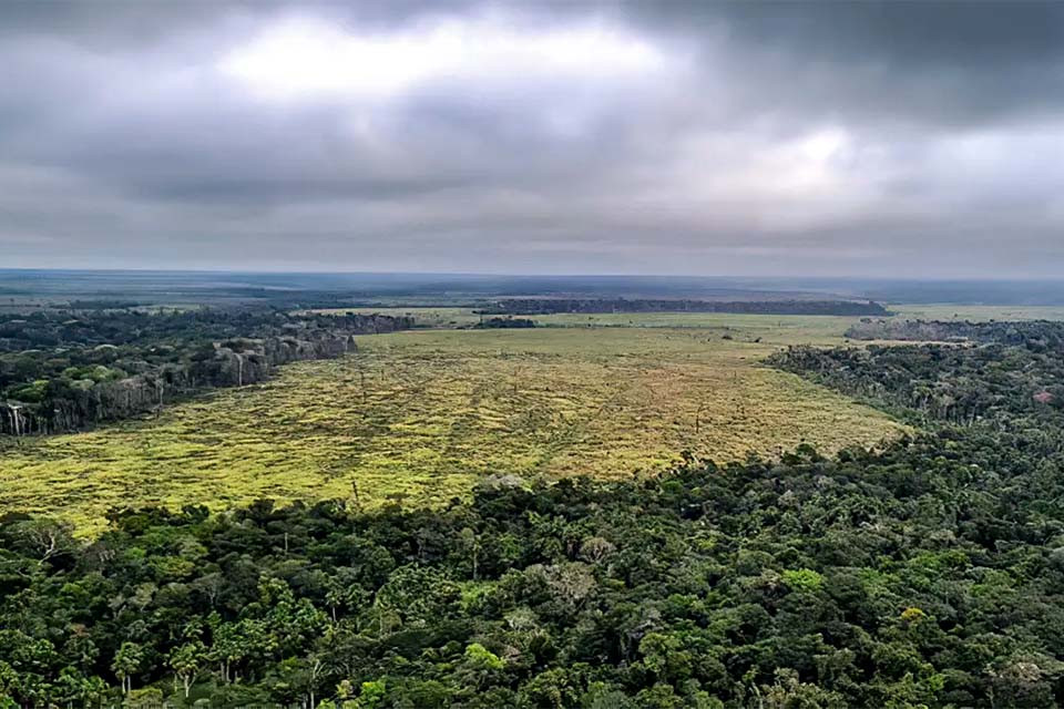 Desmatamento na Amazônia cai 60% em janeiro deste ano, aponta monitoramento  do Imazon