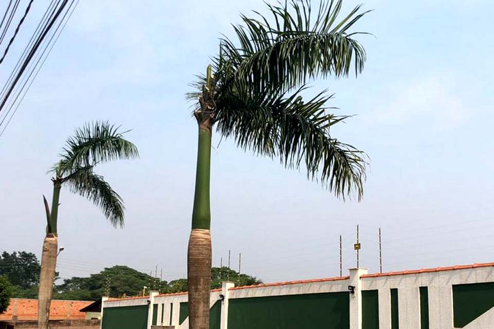 Poda predatória de palmeiras imperiais, gera revolta de moradores de residencial