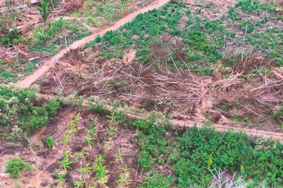 Em um ano de atuação, MPRO requer R$614 milhões em indenização por desflorestamento ilícito de cerca de 16 mil hectares em Porto Velho