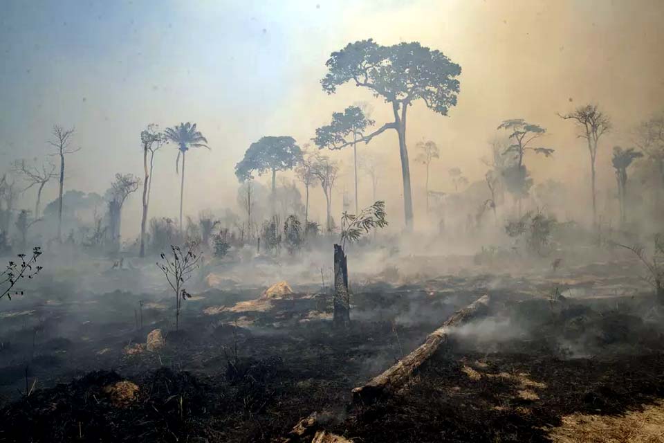 Desmatamento na Amazônia é maior para agosto em 10 anos, diz Imazon