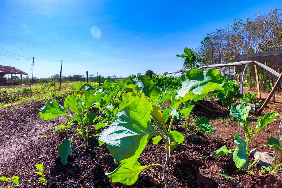 Campus Cacoal realiza 2ª Chamada Pública para aquisição de produtos alimentícios de agricultores familiares