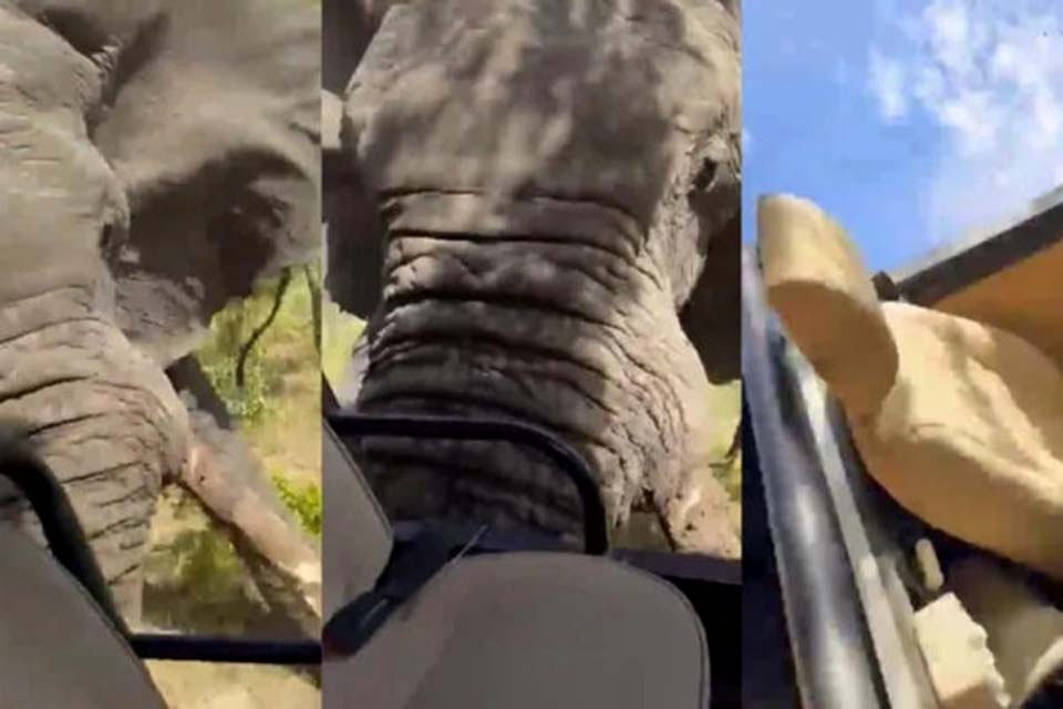 Vídeo: elefante em fúria ataca turistas em safári na África