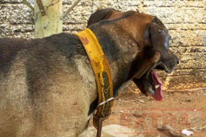  Vilhena- Cachorro ataca duas pessoas no Jardim das Oliveiras