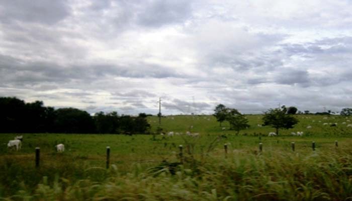 Colorado do Oeste tem o segundo maior rebanho bovino do Cone Sul 