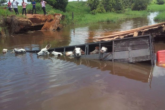 Caminhão carregado de gado cai em ponte e 15 animais morrem afogados