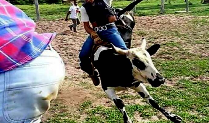 Durante treino de montaria em touro, peão sofre coice e morre na área rural