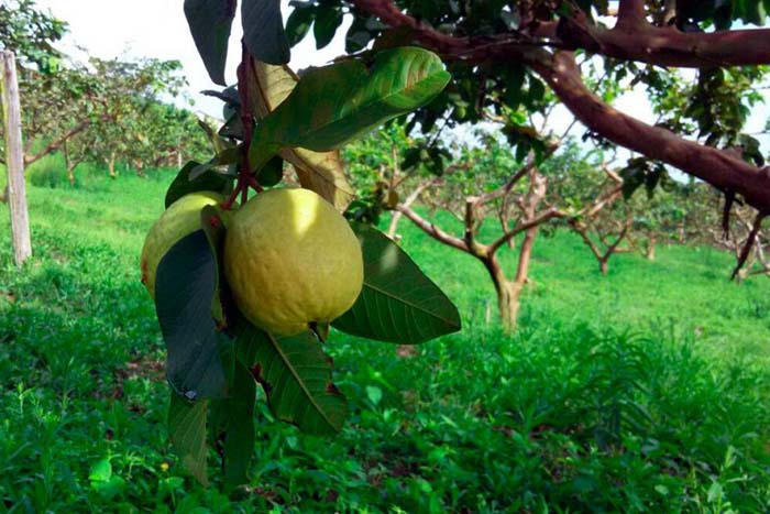 Família rural realiza sonho da agroindústria e já faz novos planos para o futuro 