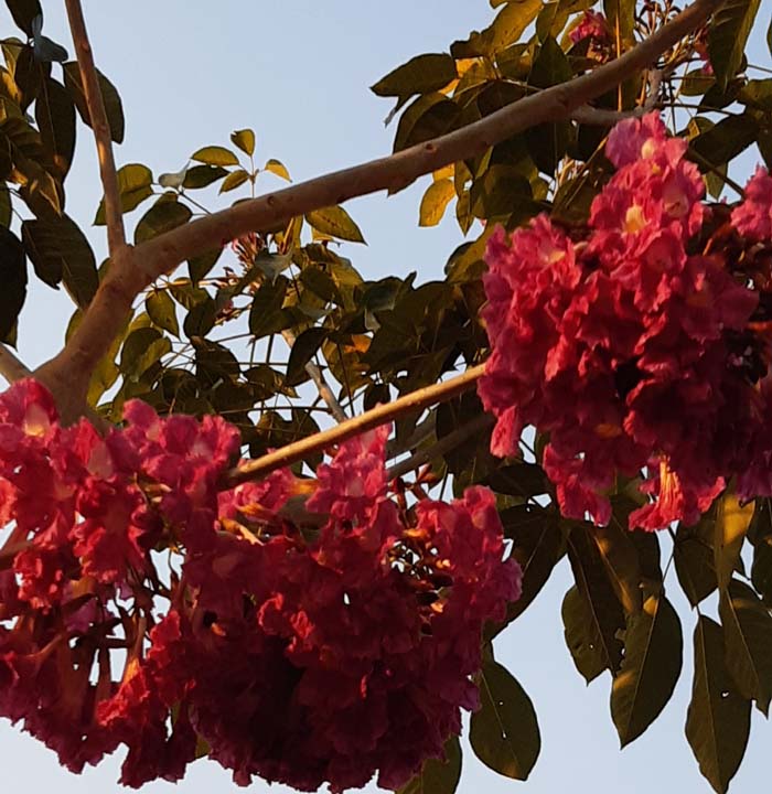 Ipês da “Herança Verde” florescem pela primeira vez no Campus Colorado do Oeste