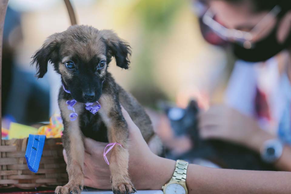 Em Porto Velho, Segunda Feira de Adoção de Cães e Gatos vai acontecer no sábado (19)