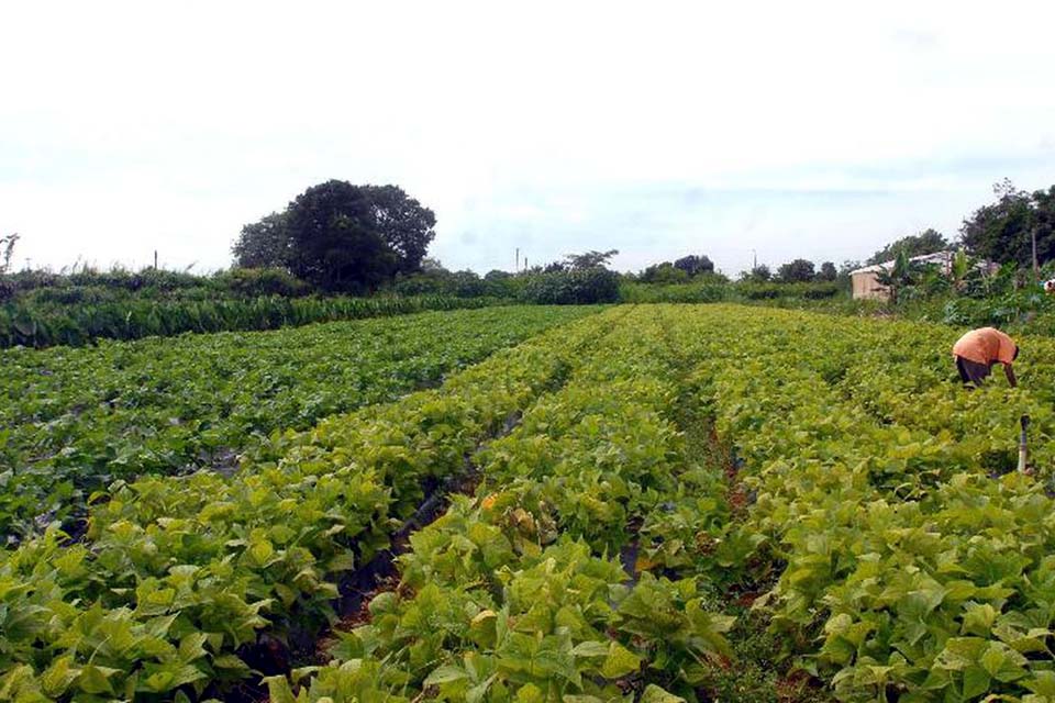 MDA lança programa de gestão para cooperativas da agricultura familiar