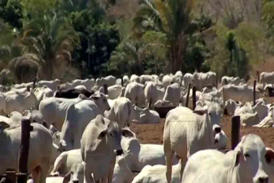 Arroba do boi gordo dispara e chega a R$ 280 no interior de Rondônia