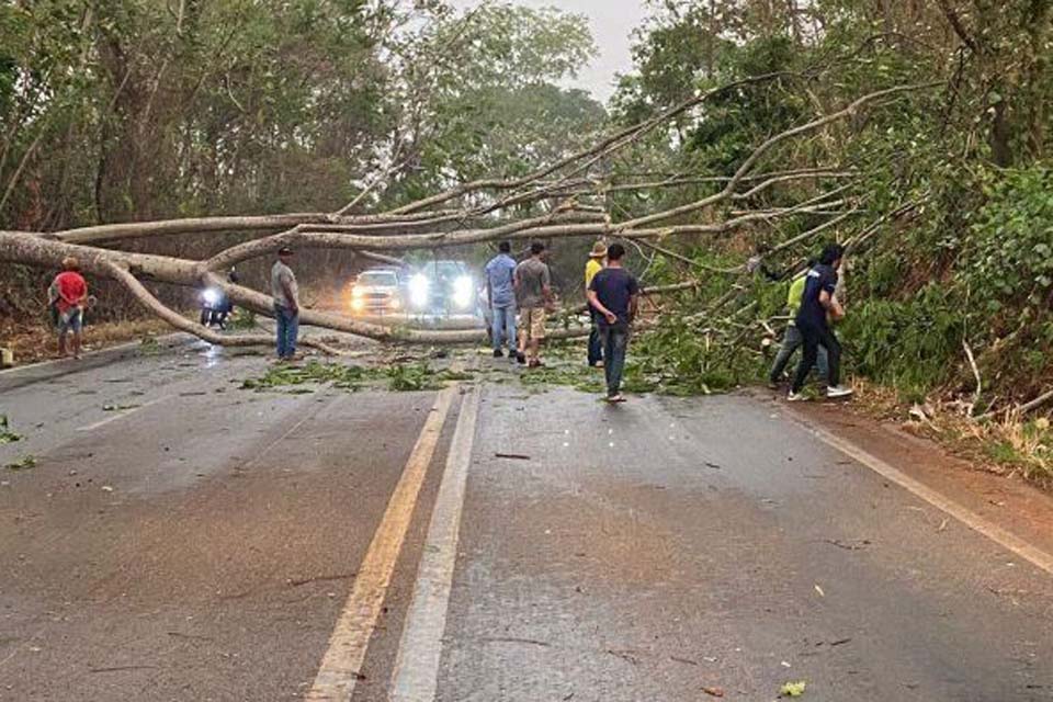 Temporal na região de Colorado derruba árvores e mata várias cabeças de gado