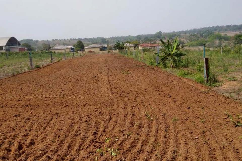 Produtores rurais recebem mudas da Cultivar BRS Capiaçu para nutrição do gado no Território Rio Machado