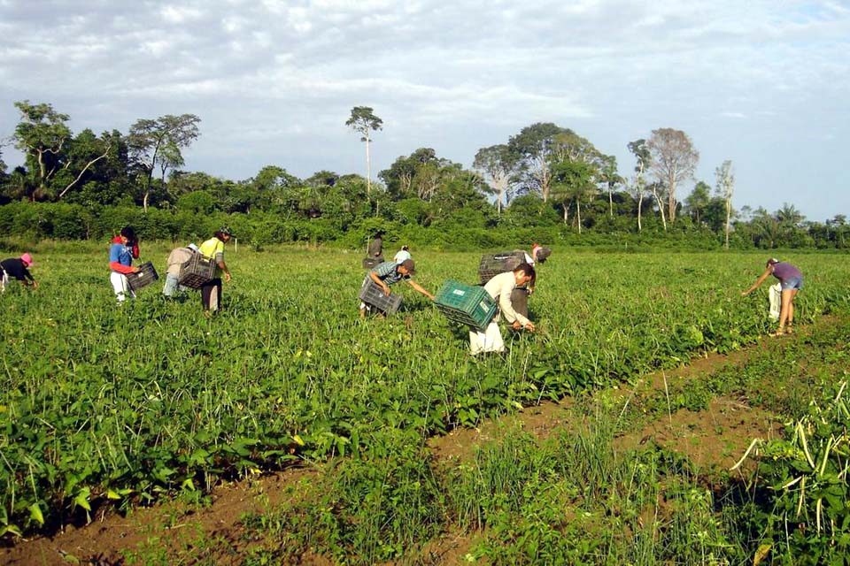 ONU: incluir pequeno produtor é base de sistema alimentar resiliente