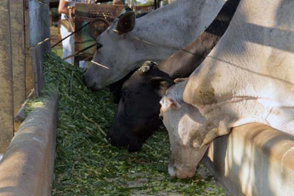 Rondônia é reconhecido internacionalmente como zona livre de aftosa sem vacinação; exportação de carne será ampliada