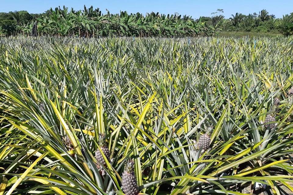 Embrapa Rondônia abre inscriçõespara curso online sobre sistema de produção de abacaxi