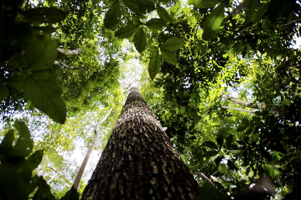 Amazônia Legal: desmatamento tem redução de 61% em janeiro