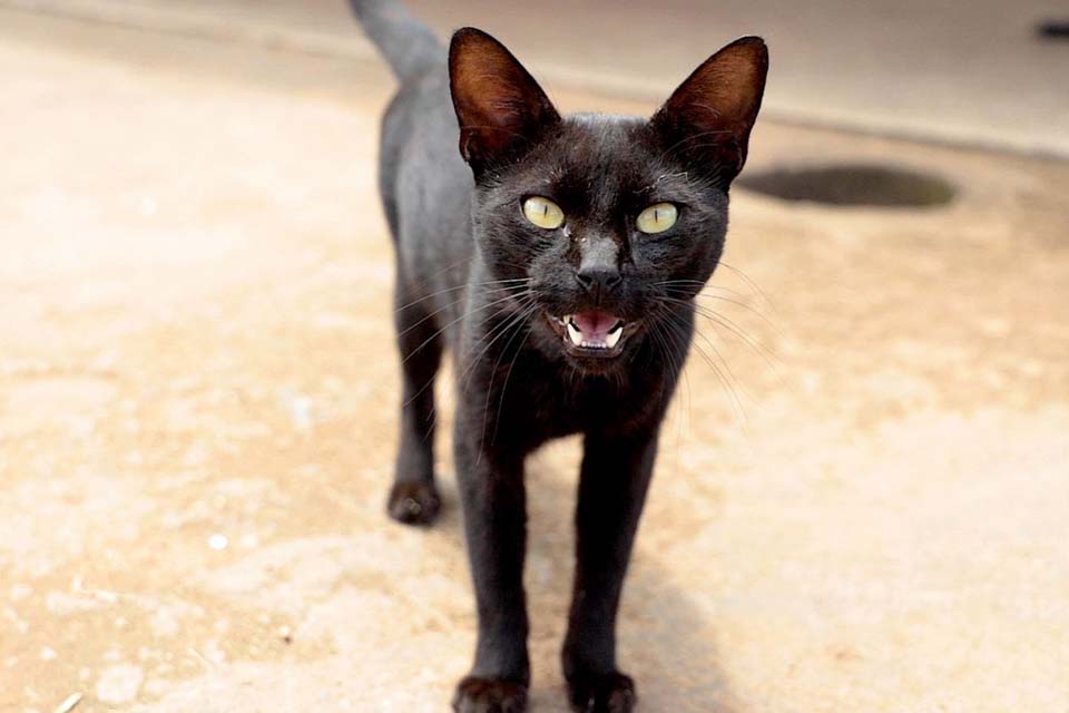 Em Porto Velho, Órgãos debatem iniciativas para o bem-estar e a proteção de animais abandonados