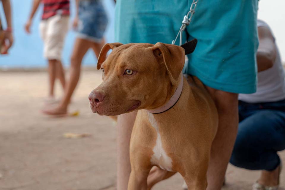 Mutirão de vacinação antirrábica em Porto Velho imuniza quase 300 animais no fim de semana