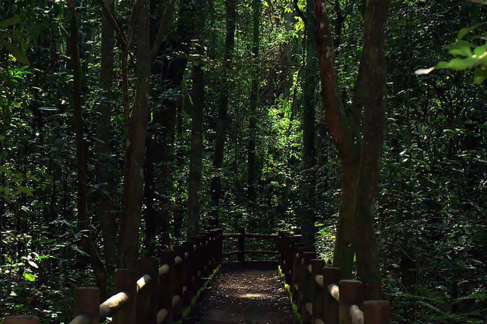 Presidente sanciona redução da Floresta Nacional de Brasília