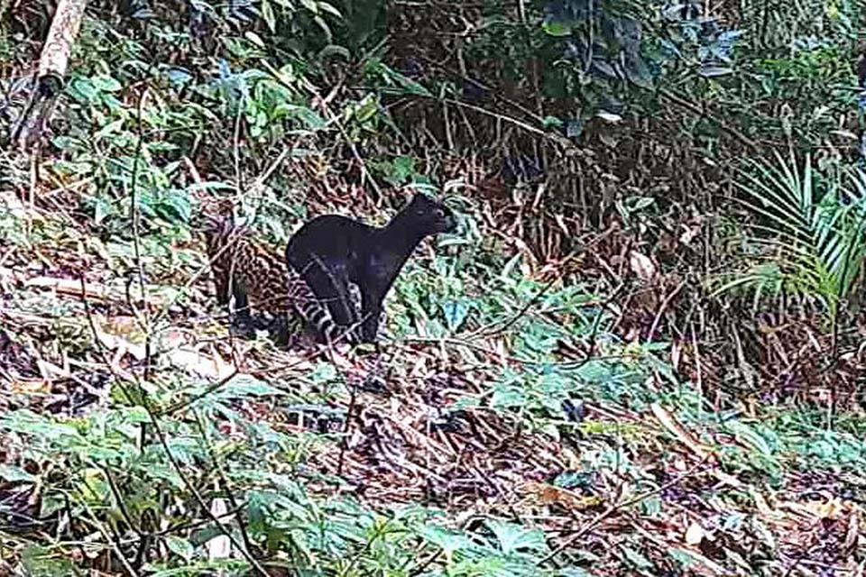 Felino selvagem raro é visto em reserva da Mata Atlântica