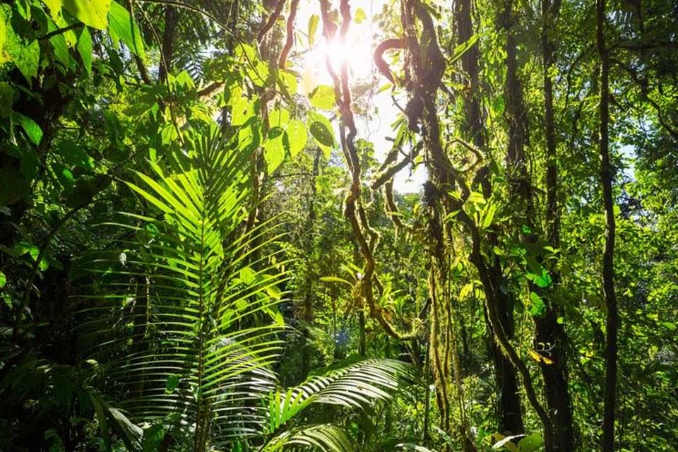 Inventário Florestal de Rondônia será lançado na Agrolab Amazônia