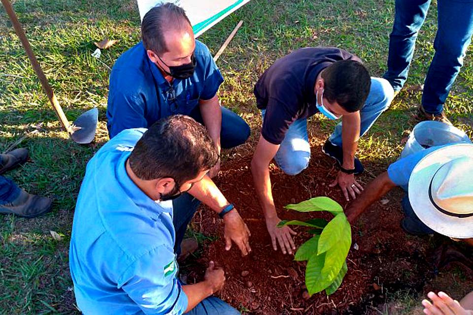 Movimento Pró-Cacau planta mudas em Praça Municipal simbolizando a retomada da cacauicultura no município