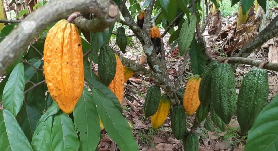  Cacauicultura de Rondônia avança no processo para ter Indicação Geográfica