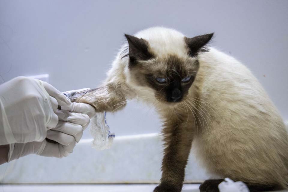 Prefeitura de Porto Velho oferece atendimento veterinário e castração gratuita para cães e gatos