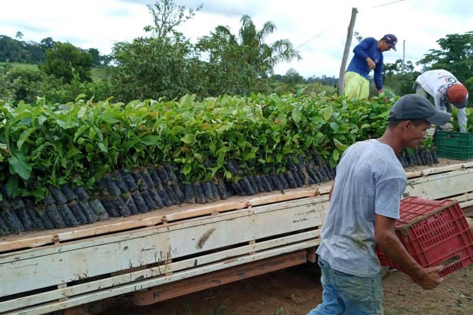 Programa “Plante Mais” entrega mais 490 mil mudas de café clonal na região do Cone Sul