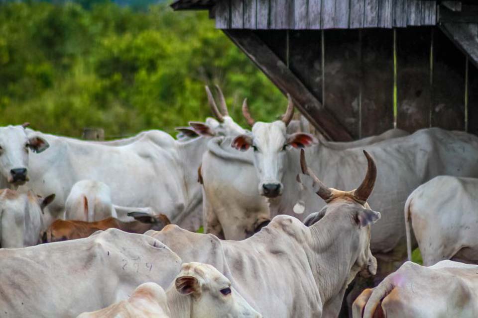 Idaron e serviço veterinário da Bolívia fiscalizam fronteira para garantir sanidade do rebanho de Rondônia