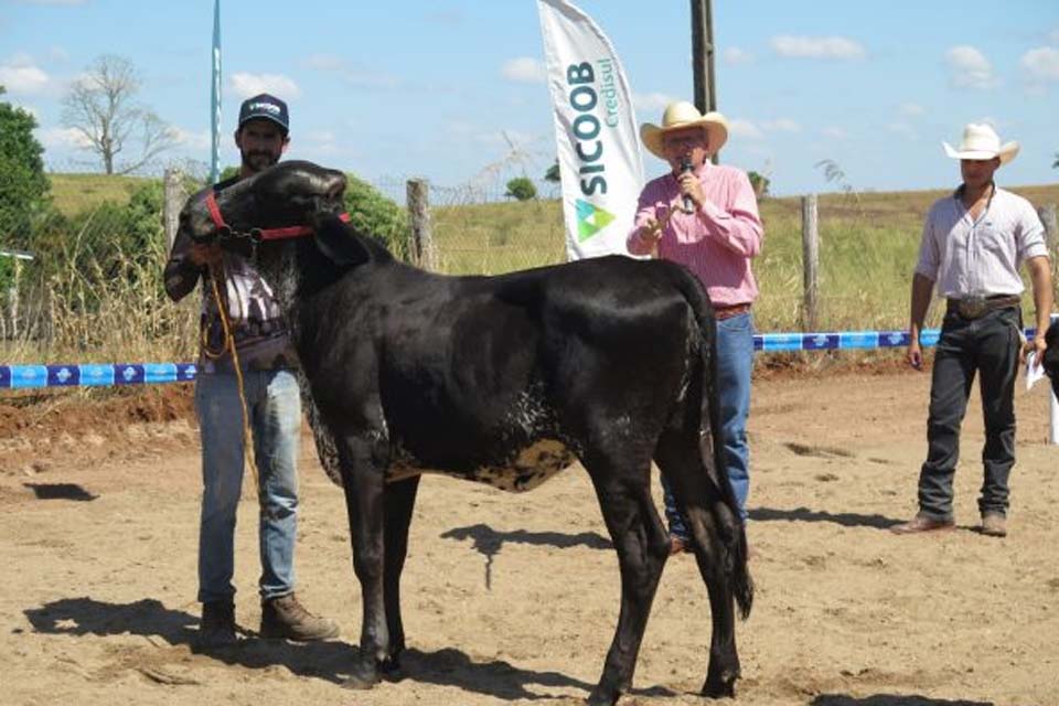 Expocol 2024: Julgamento de gado leiteiro promove qualidade e conhecimento entre produtores do Cone Sul