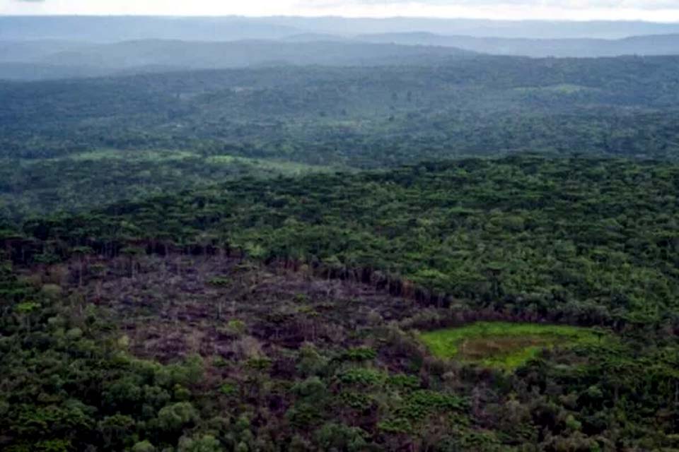 Desmatamento na Mata Atlântica tem queda de 42% de janeiro a maio