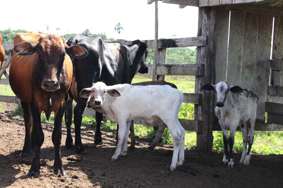 Projeto Inovatec promove melhoria genética do rebanho leiteiro de Rondônia