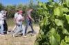 Produtores da Califórnia ajudam vinicultores ucranianos a tocar o negócio em meio à guerra