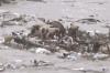 Cachorros são levados por correnteza na Jamaica em cima de estrutura durante passagem do furacão Beryl