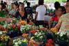 Ji-Paraná: Festival de Flores de Holambra começa nesta sexta-feira (11)