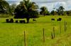 Assistência técnica e tecnologia transformam a realidade da agricultura familiar de Rondônia