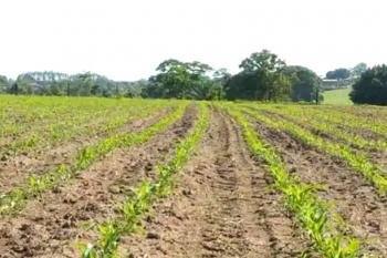 Mais de 100 hectares de milho já foram plantados só neste mês de dezembro