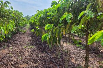 Conhecido pelo cultivo de grãos, Cone Sul de Rondônia prospera com produção de café