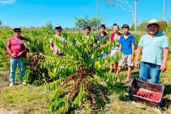 Governo fomenta produção de café nas comunidades indígenas