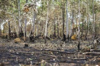 Desmatamento ilegal atinge 91% na Amazônia: Porto Velho entre os municípios mais afetados