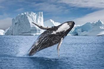 Baleias do Ártico têm distinção genética afetada pela caça industrial