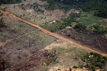 Banco do Brasil e Banco da Amazônia concedem crédito a pecuaristas acusados de grilagem em Rondônia