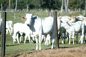 Jaru é o quarto município em rebanho bovino com 627 mil cabeças em Rondônia