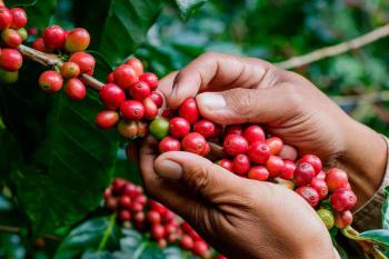 Dia do Início da Colheita do Café Conilon tem nova data em Rondônia  