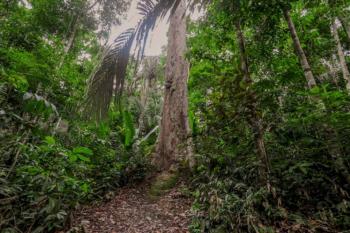 Monitoramento de áreas verdes urbanas é reforçado para preservação e sustentabilidade do meio ambiente